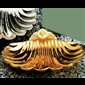 Coquille de baptême doré 4.75" (12 cm)