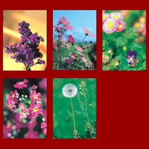 Cartes d'Offrande de Messe "Fleurs" (anglais) /pqt 100